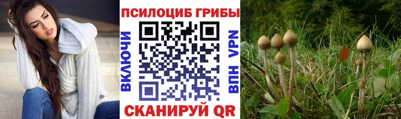 Псилоцибиновые грибы GOLDEN TEACHER Канск